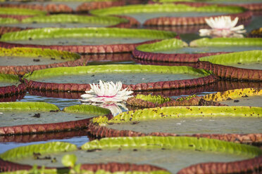 Brazil, Mato Grosso do Sul, Pantanal, Giant water lilies - FOF006451