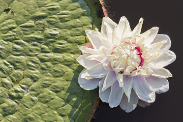 Brasilien, Mato Grosso do Sul, Pantanal, Riesenseerose - FO006452