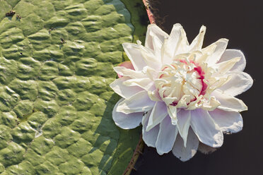 Brazil, Mato Grosso do Sul, Pantanal, Giant water lily - FO006452