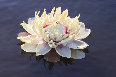 Brazil, Mato Grosso do Sul, Pantanal, Giant water lily - FOF006453