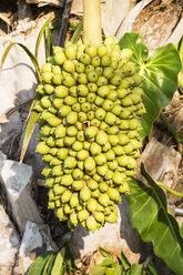 Brazil, Mato Grosso do Sul, Pantanal, Palm nuts of the Butia yatay palm - FOF006454