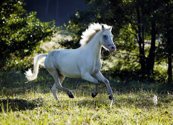 Deutschland, Welsh Pony im Galopp - SLF000322