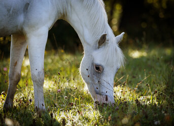 Deutschland, Welsh Pony auf der Weide - SLF000323