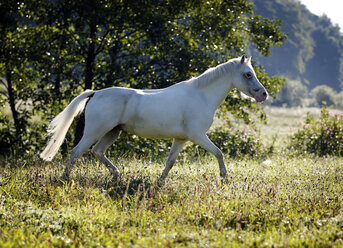 Germany, Welsh Pony trot - SLF000324