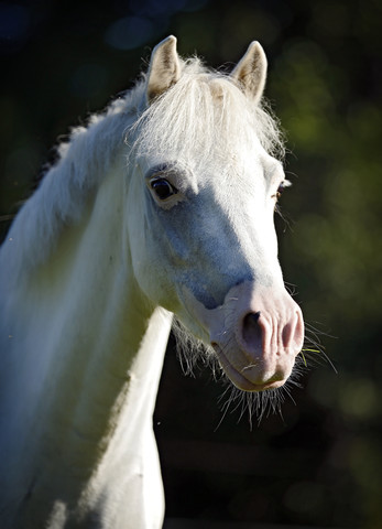 Deutschland, Welsh Pony, Porträt, lizenzfreies Stockfoto