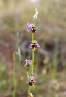 Türkei, Lykien, Ophrys, Ophrys lyciensis - SIEF005249