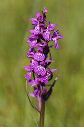 Deutschland, Bayern, Dactylorhiza majalis - SIEF005271