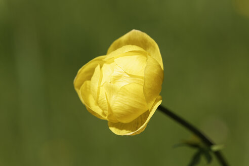 Deutschland, Bayern, Trollius europaeus - SIEF005270