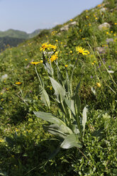 Österreich, Vorarlberg, Leopardenkraut Groundsel, Senecio doronicum - SIEF005272