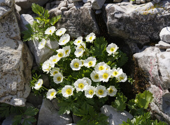 Österreich, Vorarlberg, Biosphärenpark Großes Walsertal, Alpen-Hahnenfuß, Ranunculus alpestris - SIEF005265