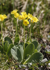 Österreich, Vorarlberg, Biosphärenpark Großes Walsertal, Primula auricula Blüten, Nahaufnahme - SIEF005263