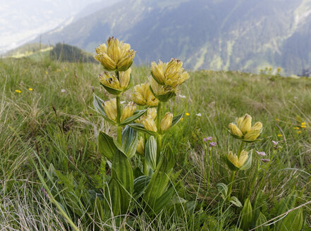 Österreich, Vorarlberg, Nahaufnahme von Geflecktem Enzian, Gentiana punctata - SIEF005262