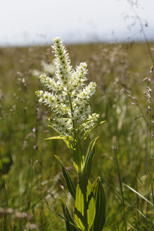 Österreich, Kärnten, Saualpe, Weißer Falscher Helleborner, Veratrum album - SIEF005259