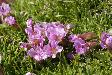 Österreich, Kärnten, Saualpe, Saponaria pumila - SIEF005257