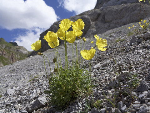 Österreich, Kärnten, Karnische Alpen, Rätische Alpen Mohn, Papaver alpinum subsp. rhaeticum, lizenzfreies Stockfoto