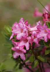 Österreich, Kärnten, Karnische Alpen, Behaarte Alpenrose, Rhododendron hirsutum - SIEF005253