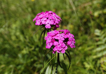 Österreich, Kärnten, Karnische Alpen, Süßer Wilhelm, Dianthus barbatus - SIEF005252