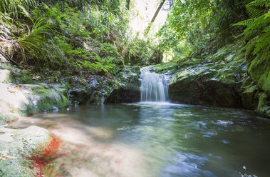 New Zealand, Marlborough Sounds, river, rain forest - WV000615