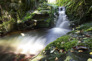 New Zealand, Marlborough Sounds, river, rain forest - WV000616