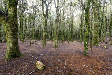 Neuseeland, Abel Tasman, Blick auf Wald - WV000627