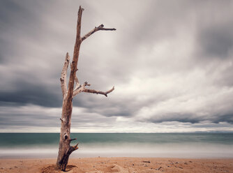 New Zealand, Golden Bay, Totaranui, view to beach and sea with deadwood in front, longtime exposure - WV000635