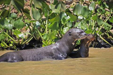 Südamerika, Brasilia, Mato Grosso do Sul, Pantanal, Cuiaba-Fluss, Europäische Fischotter, Lutra lutra, lizenzfreies Stockfoto