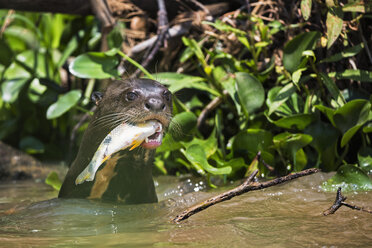 South America, Brasilia, Mato Grosso do Sul, Pantanal, Cuiaba River, Giant otter, Pteronura brasiliensis, with fish - FO006465