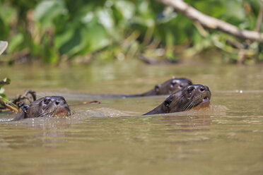 South America, Brasilia, Mato Grosso do Sul, Pantanal, Cuiaba River, Giant otters, Pteronura brasiliensis, swimming - FOF006466