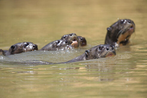 Südamerika, Brasilia, Mato Grosso do Sul, Pantanal, Cuiaba-Fluss, Europäische Fischotter, Lutra lutra, Schwimmen - FO006467