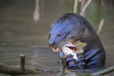 Südamerika, Brasilia, Mato Grosso do Sul, Pantanal, Cuiaba Fluss, Riesenotter, Pteronura brasiliensis, mit Fisch - FOF006468