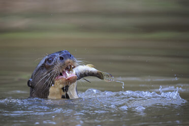 South America, Brasilia, Mato Grosso do Sul, Pantanal, Cuiaba River, Giant otter, Pteronura brasiliensis, with fish - FOF006469