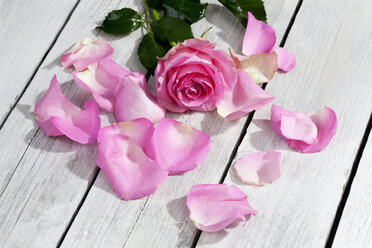 Pink rose and petals on wooden table - CSF021208