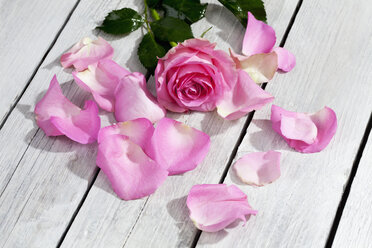Rosa Rose und Blütenblätter auf Holztisch - CSF021208