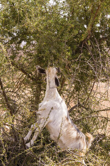 Marokko, Marrakesch-Tensift-El Haouz, Ziege frisst vom Arganbaum - THAF000214