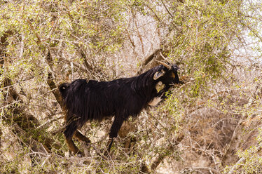 Marokko, Marrakesch-Tensift-El Haouz, Ziege frisst vom Arganbaum - THAF000215