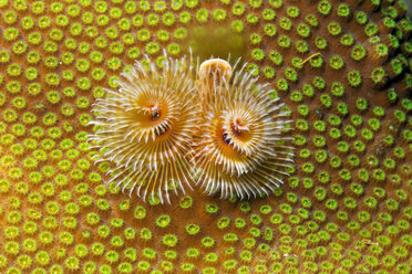 Antilles, Curacao, Westpunt, Christmas tree worm, Spirobranchus giganteus, on star coral in Caribbean Sea - YRF000002