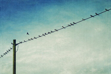 Germany, North Rhine-Westphalia, Wuppertal, Swallows, Hirundinidae, on power line - DWIF000038