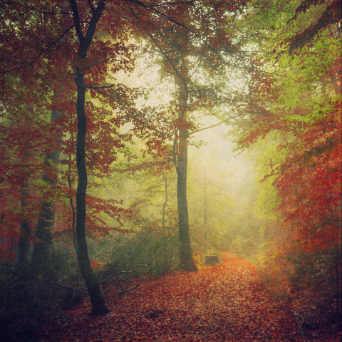 Germany, North Rhine-Westphalia, Wuppertal, Forest track in autumn stock photo