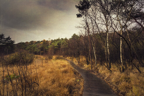 Deutschland, Nordrhein-Westfalen, Birgelen, Birgeler Urwald, Holzwanderweg, - DWIF000030