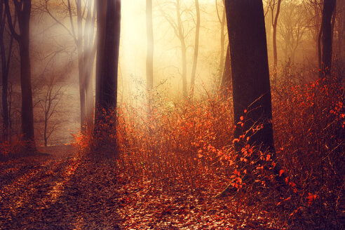 Deutschland, Wuppertal, Wald am Morgen im Herbst gegen die Sonne - DWIF000026