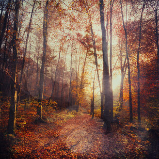 Deutschland, Wuppertal, Laubwald im Herbst gegen die Sonne - DWIF000024