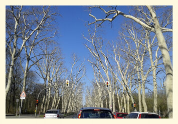 Plane trees, Platanus, avenue, Treptow, Germany, Berlin - BFRF000389