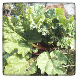 Young rhubarb plant in spring in a vegetable garden. - HAWF000073