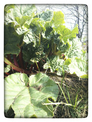 Young rhubarb plant in spring in a vegetable garden. - HAWF000072