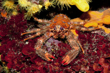 Croatia, Spinous Squad Lobster, Galathea strigosa - YRF000003