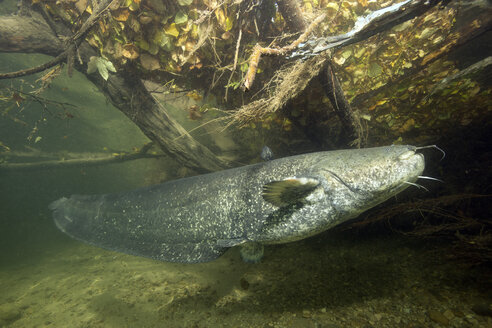 Germany, Bavaria, Wels catfish, Silurus glandis, in river Alz - YRF000010