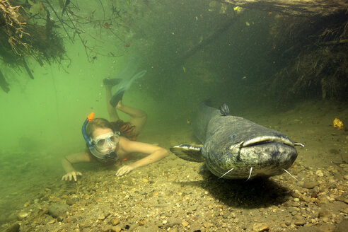 Germany, Bavaria, Girl diving with wels catfish, Silurus glandis, in river Alz - YRF000011