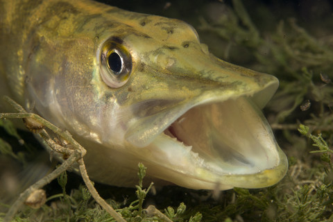 Austria, Weyregg, Pike, Esox lucius, in lake Attersee stock photo