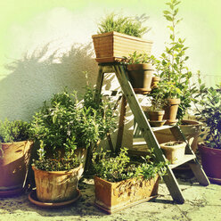 Germany, Baden-Wuerttemberg, Stuttgart, Garden, potted plants, pots, various herbs, gardening - WDF002462