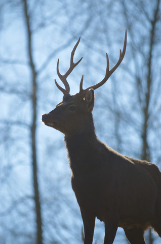 Germany, Hesse, Frankenberg, Sika deer, Cervus nippon stock photo